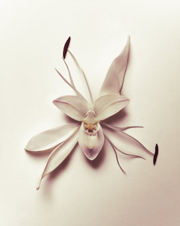 N E O DESIGNER COLLECTION