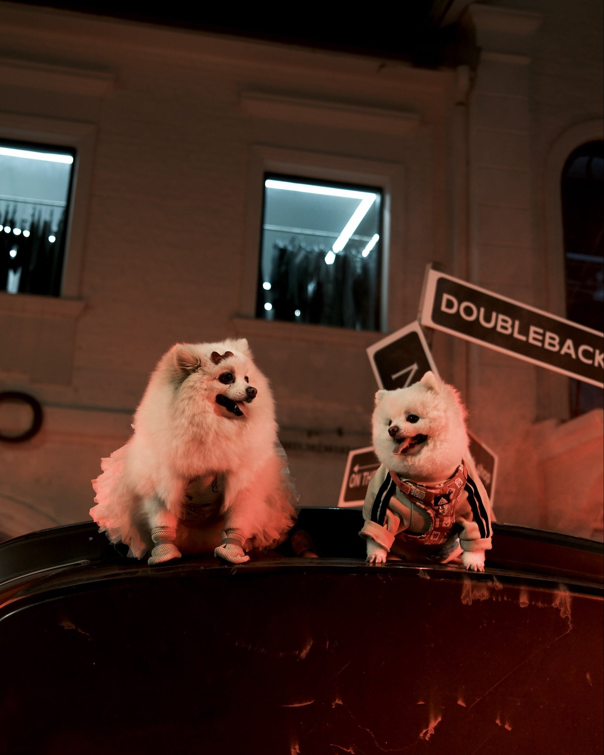 Two fluffy dogs on a car roof with a cityscape background